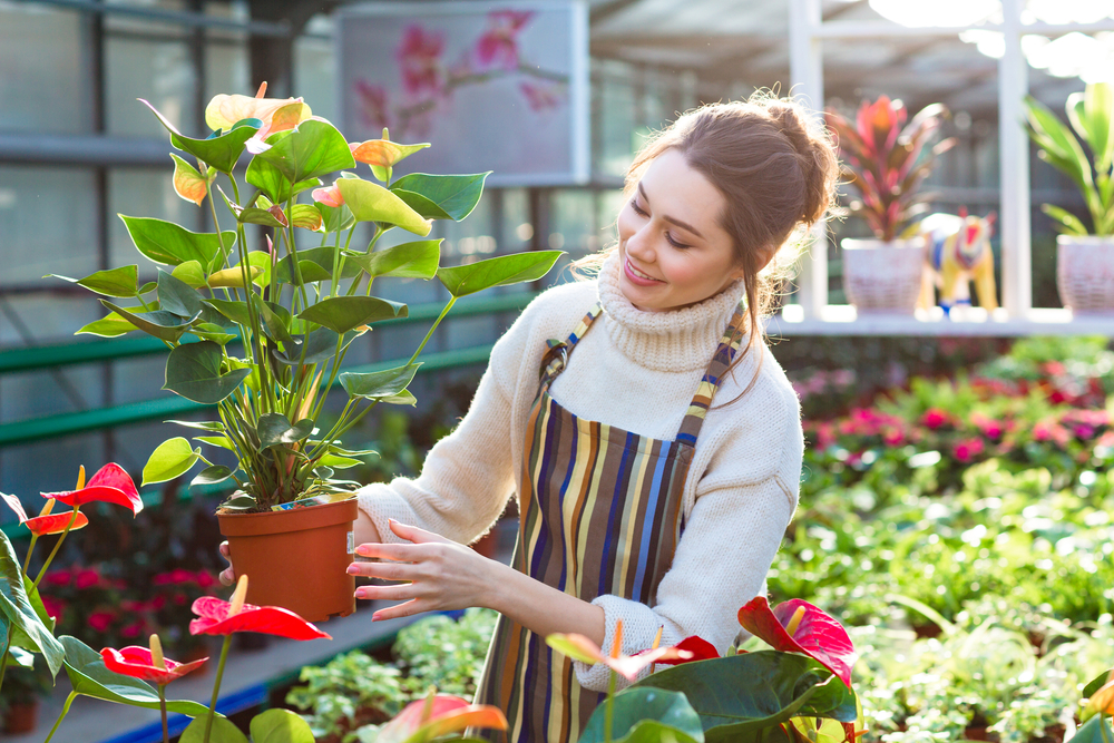 Lovely happy young woman gardener choosing flower pot with anthuriums in garden center Lovely happy young woman gardener choosing flower pot with anthuriums in garden center
